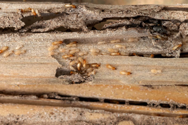 Best Mosquito Control Services  in Rockville, CT