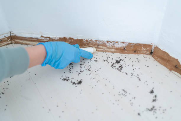 Best Local Pest Control Services  in Rockville, CT